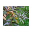 Sambucus nigra 'Guincho Purple' - Sureau Noir