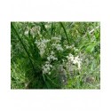 Sambucus nigra 'Linearis' - sureau