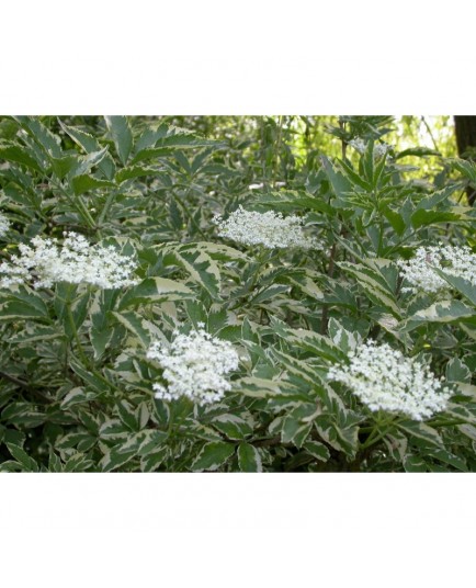 Sambucus nigra 'Marginata' - Sureau Noir panaché