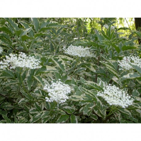 Sambucus nigra 'Marginata' - Sureau Noir panaché