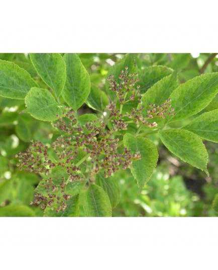 Sambucus nigra 'Marmorata' - sureau