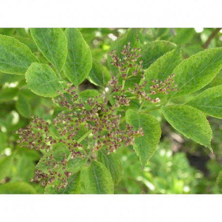 Sambucus nigra 'Marmorata' - sureau