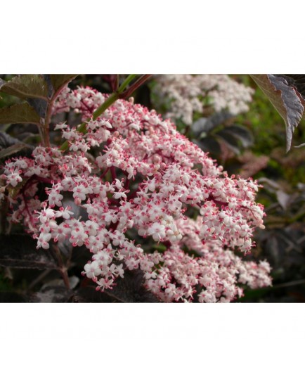 Sambucus nigra 'Purpurea' -sureau pourpre