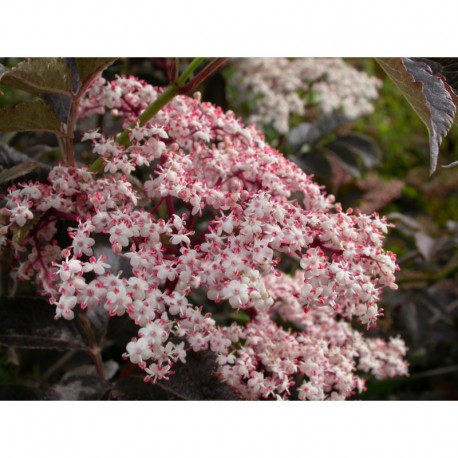 Sambucus nigra 'Purpurea' -sureau pourpre