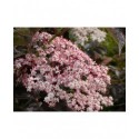 Sambucus nigra 'Purpurea' -sureau pourpre