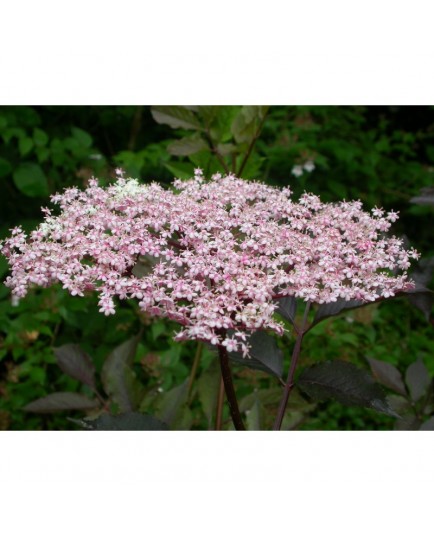 Sambucus nigra 'Thundercloud' - Sureau poupre à feuille pourpre