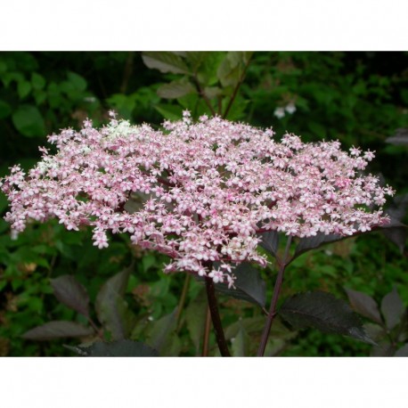 Sambucus nigra 'Thundercloud' - Sureau poupre à feuille pourpre