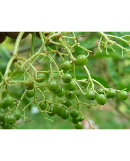 Sambucus nigra 'Viridis' - sureau à fruits verts