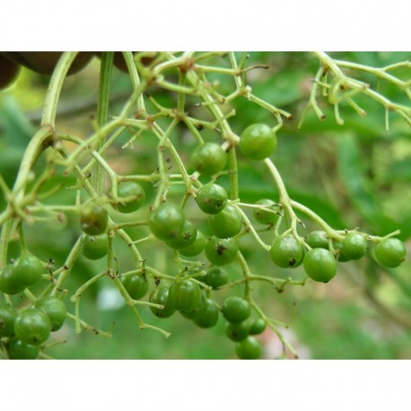 Sambucus nigra 'Viridis' - sureau à fruits verts