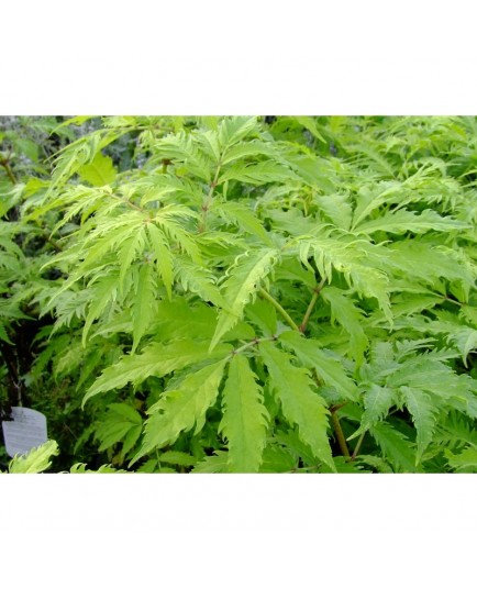 Sambucus racemosa 'Plumosa Aurea'