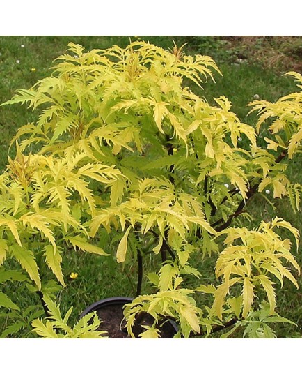 Sambucus racemosa 'Sutherland Gold' - sureau à grappes,