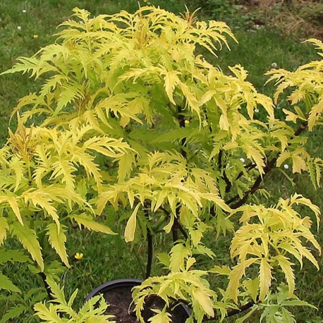 Sambucus racemosa 'Sutherland Gold' - sureau à grappes,