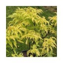 Sambucus racemosa 'Sutherland Gold' - sureau à grappes,