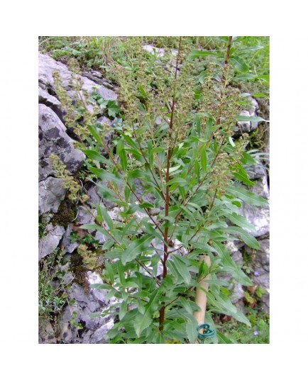 Spiraea alba -spirée blanche