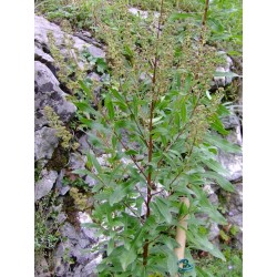 Spiraea alba -spirée blanche