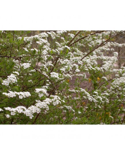 Spiraea arguta x - spirée blanche