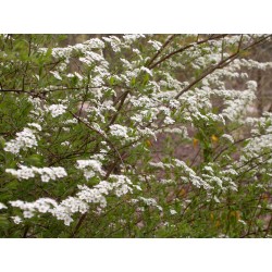 Spiraea arguta x - spirée blanche