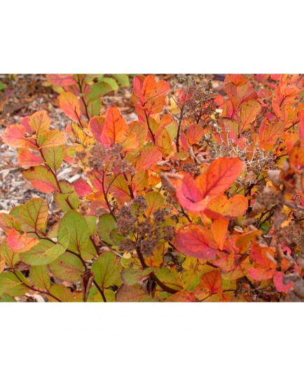 Spiraea betulifolia - Spirée à feuille de bouleau