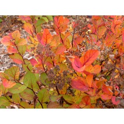 Spiraea betulifolia - Spirée à feuille de bouleau