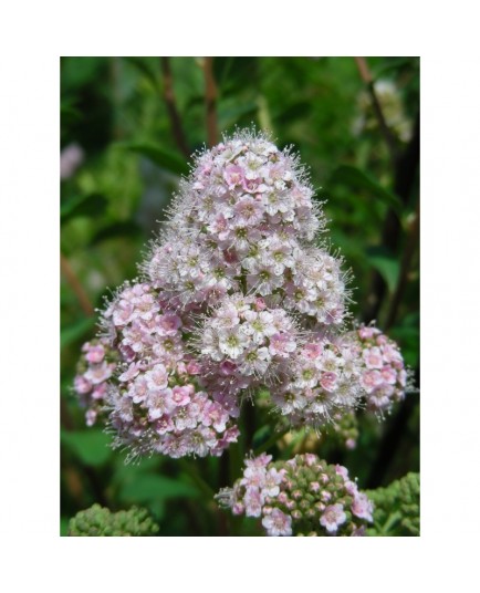 Spiraea brachybotrys x - spirées