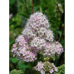 Spiraea brachybotrys x - spirées