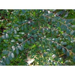 Spiraea canescens 'Myrtifolia' - Spirée à feuille de myrte