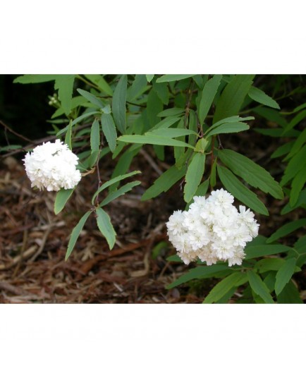 Spiraea cantoniensis 'Flore Pleno' - Spirée de Canton