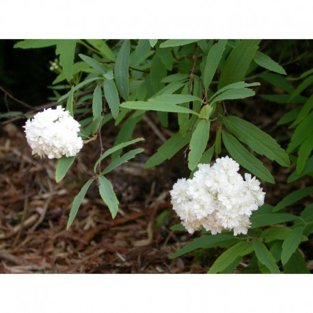 Spiraea cantoniensis 'Flore Pleno' - Spirée de Canton