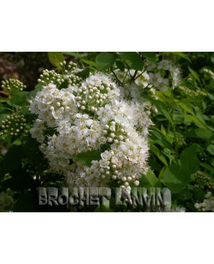 Spiraea chamaedryfolia -Spirées à feuille de petit chêne ,