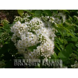 Spiraea chamaedryfolia -Spirées à feuille de petit chêne ,