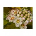 Spiraea chamaedryfolia -Spirées à feuille de petit chêne ,