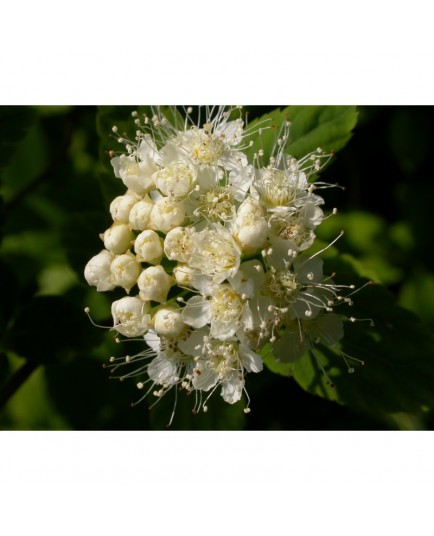 Spiraea chamaedryfolia var. pilosa - Spirées à feuille de petit chêne