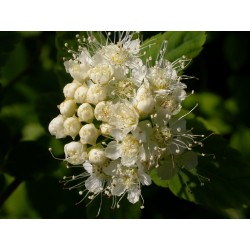 Spiraea chamaedryfolia var. pilosa - Spirées à feuille de petit chêne