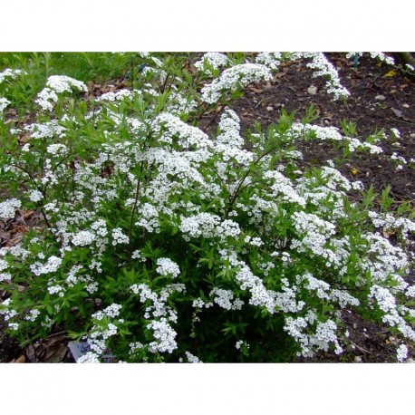 Spiraea cinerea x 'Gracioza' - Spirée de Norvège