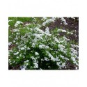 Spiraea cinerea x 'Gracioza' - Spirée de Norvège