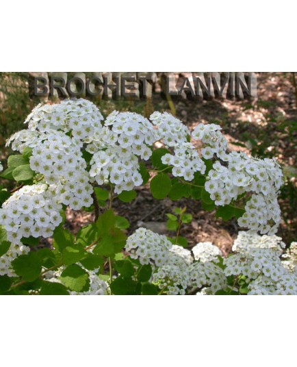 Spiraea crenata - Spirée crénelée