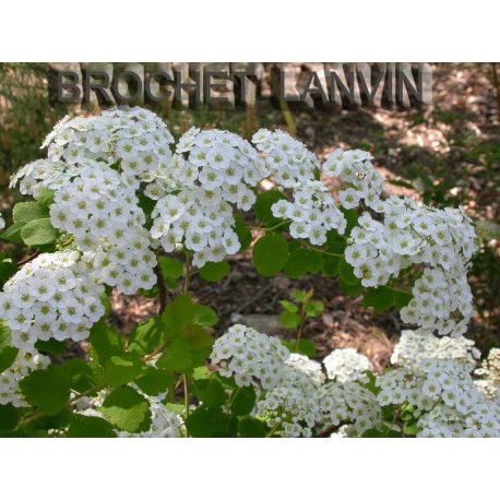 Spiraea crenata - Spirée crénelée