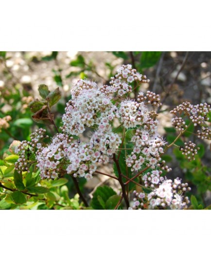 Spiraea densiflora -Spiraea splendens - rose des prés