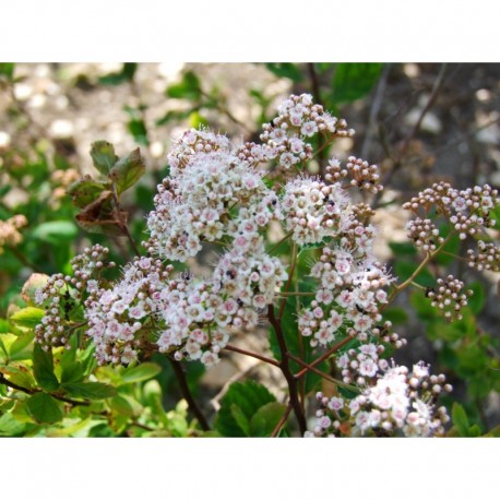 Spiraea densiflora -Spiraea splendens - rose des prés