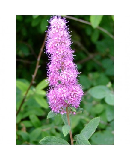 Spiraea douglasii - Spirée de Douglas