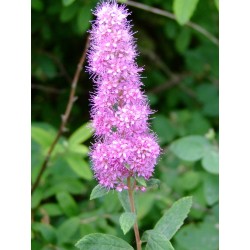 Spiraea douglasii - Spirée de Douglas