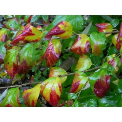 Spiraea flexuosa 'Splendide Automne' - Spirées