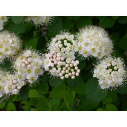 Spiraea flexuosa 'Splendide Automne' - Spirées