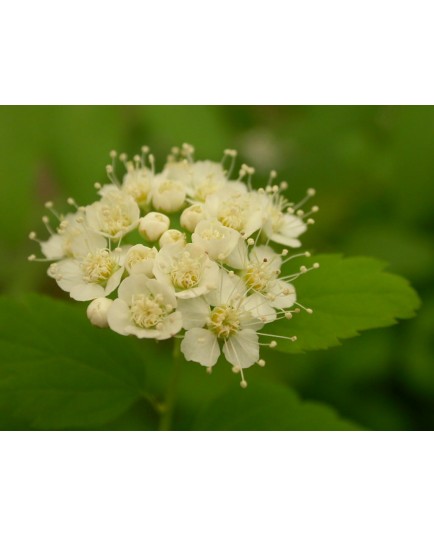 Spiraea flexuosa - Spirée flexueuse