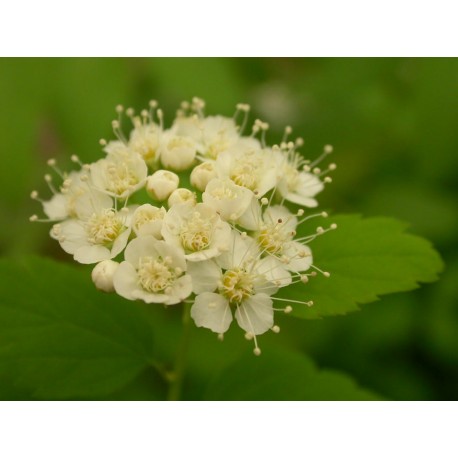 Spiraea flexuosa - Spirée flexueuse