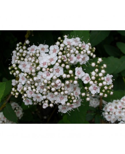 Spiraea fritschiana - Spirée