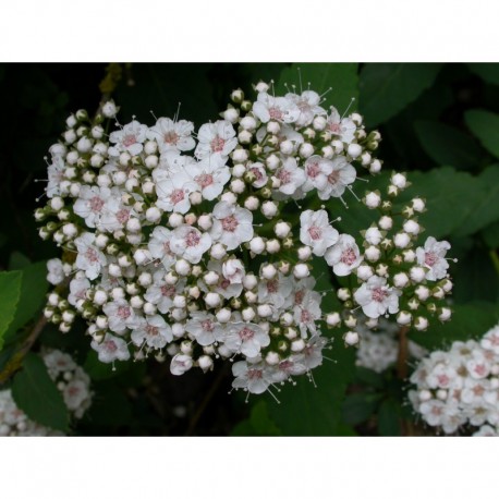 Spiraea fritschiana - Spirée