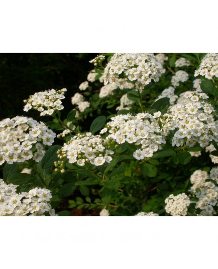 Spiraea henryi -Spirée de Henry