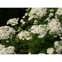 Spiraea henryi -Spirée de Henry