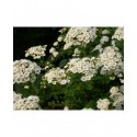 Spiraea henryi -Spirée de Henry